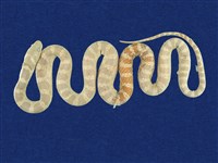 藏品(紅斑蛇)的圖片